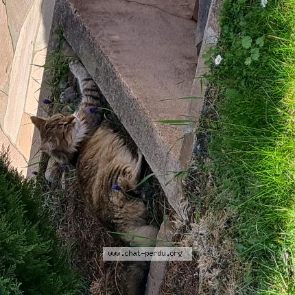 Photo 1/1 Chat retrouvé Perdu à Issoire