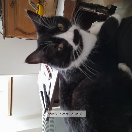 Photo 1/1 Zoé Chat perdu à Montmarault