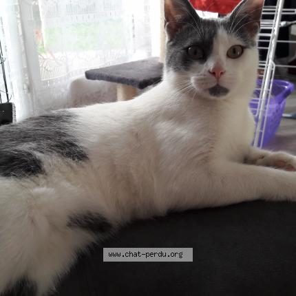 Photo de chat perdu à Osny