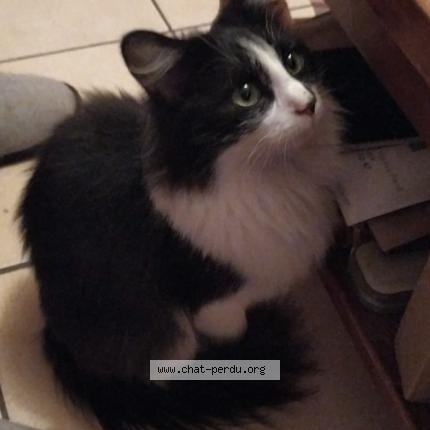 Photo 1/1 Titine Chat perdu à Portiragnes