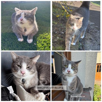Photo 1/1 Chat retrouvé Perdu à Beauquesne