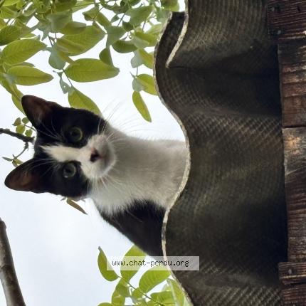 Photo 1/1 Chat retrouvé Trouvé à Bourges