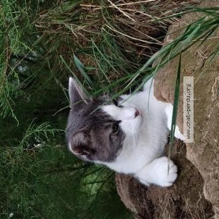 Photo 1/1 Sushi Chat perdu à Val au perche