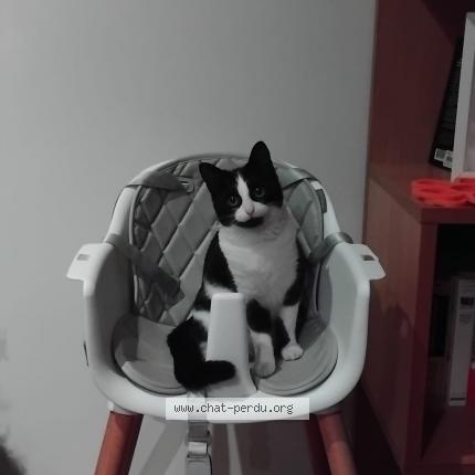 Photo 1/1 Chat retrouvé Perdu à Bagnolet