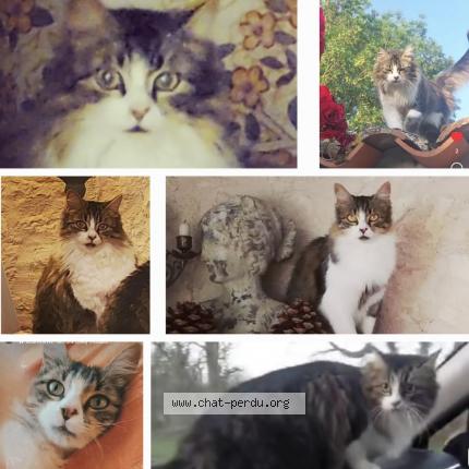 Photo 1/1 YUKI Chat perdu à Saint mard boutrit