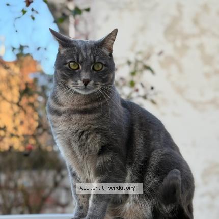 Photo 1/1 Chat retrouvé Perdu à Colombes