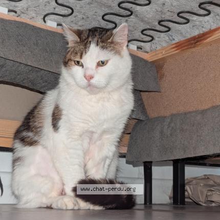 Photo 1/1 Chat retrouvé Trouvé à Lomme