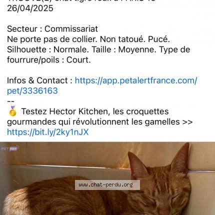 Photo 1/1 Chat retrouvé Trouvé à Paris