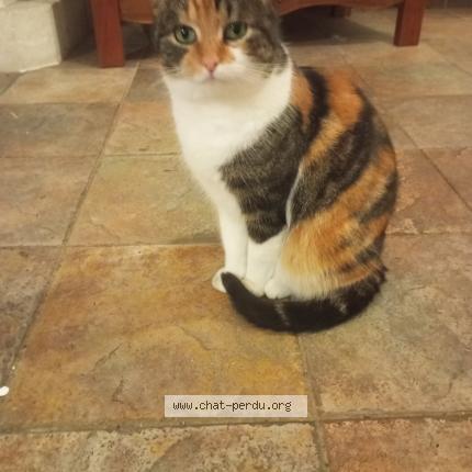 Photo de chat perdu à Cloyes Sur Le Loir