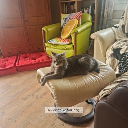 Photo de chat perdu à Astaffort