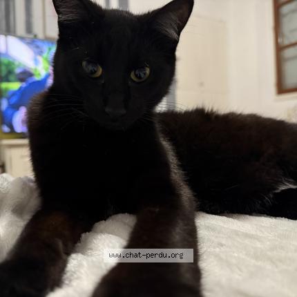 Photo 1/1 Baghera Chat perdu à Montech