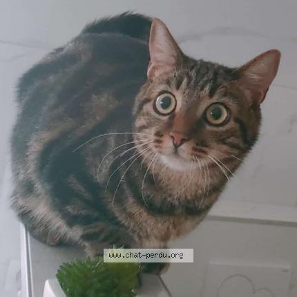 Photo de chat perdu à La Tour
