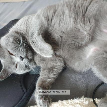 Photo 1/2 Chat retrouvé Perdu à Gagnac Sur Garonne