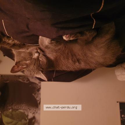 Photo 2/2 Chat retrouvé Perdu à Gagnac Sur Garonne