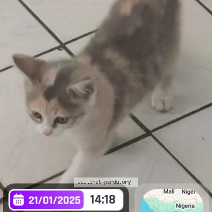 Photo 1/1 Chat retrouvé Perdu à Paris