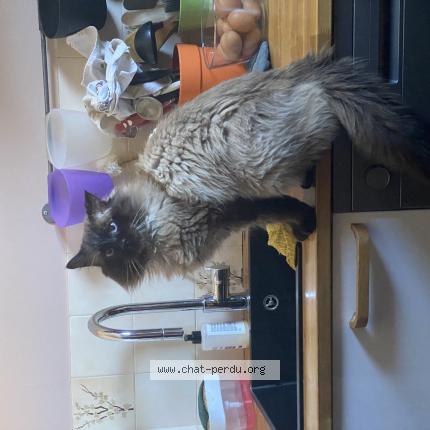 Photo 1/1 Harou Chat perdu à Villeneuve les avignon