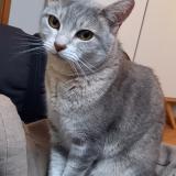 Photo de chat perdu à Verneuil Sur Seine