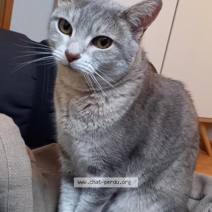 Photo 1/1 Chat retrouvé Perdu à Verneuil sur seine