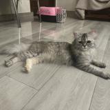 Photo de chat perdu à Lahore