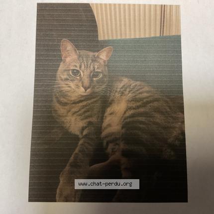 Photo de chat perdu à Fontenay Sous Bois