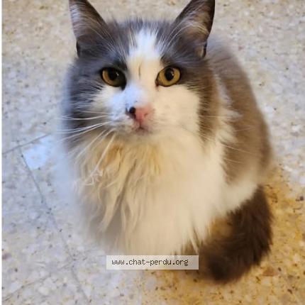 Photo de chat perdu à Pelissanne