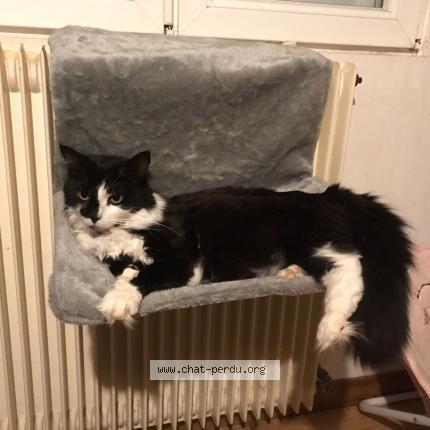 Photo 1/1 Chat retrouvé Perdu à Vaucouleurs