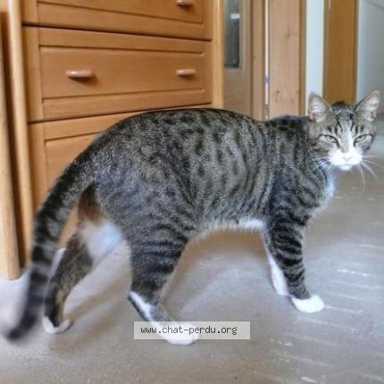 Photo de chat perdu à Saint Laurent Du Pont