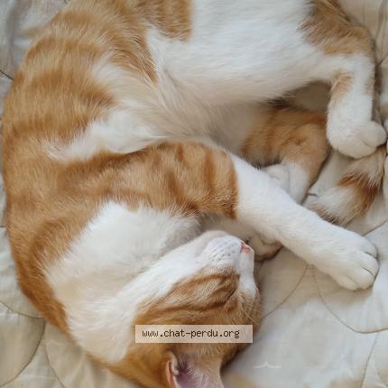 Photo de chat perdu à Plan De Cuques