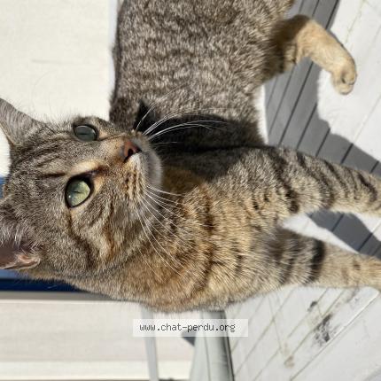 Photo 1/1 Seiya Chat perdu à Bruz