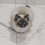 Photo de chat perdu à Jamisontown