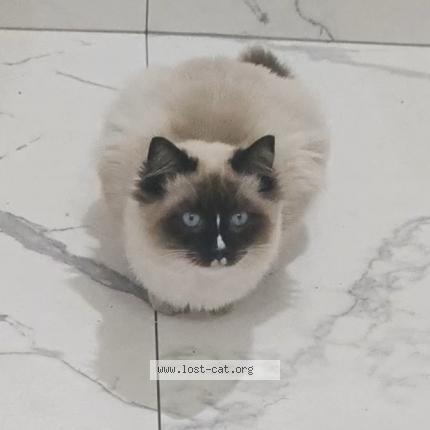 Photo 1/1 Teddy Chat perdu à Jamisontown