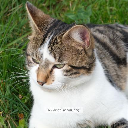 Photo 1/1 Shy Chat perdu à Massongy