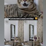 Photo de chat perdu à Kanpur