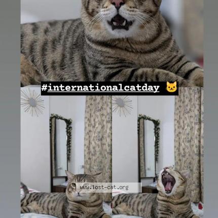 Photo 1/1 Lucky - Chat perdu à Kanpur