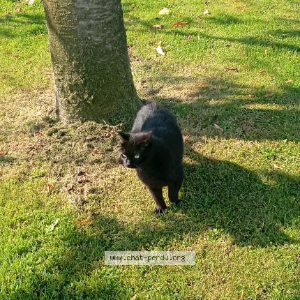 Photo de chat perdu à Couetron Au Perche