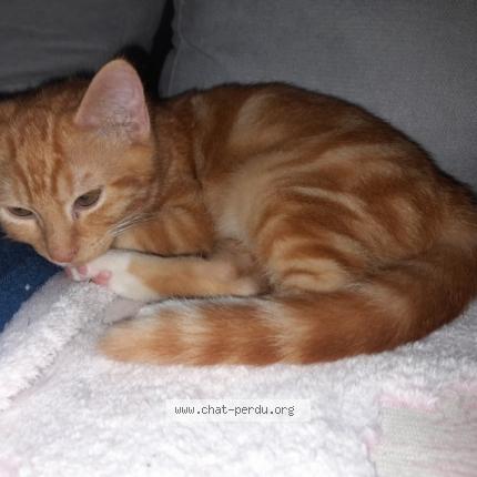 Photo 1/1 Caramel Chat perdu à Royan