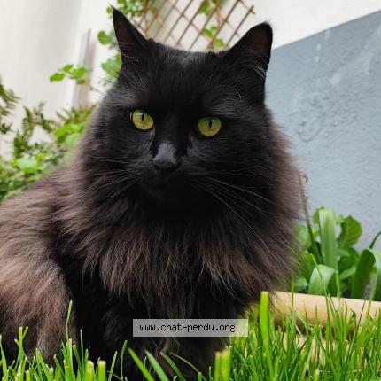 Photo 1/1 Chat retrouvé Perdu à Schiltigheim