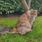 Photo de chat perdu à Saint Remy Les Chevreuse