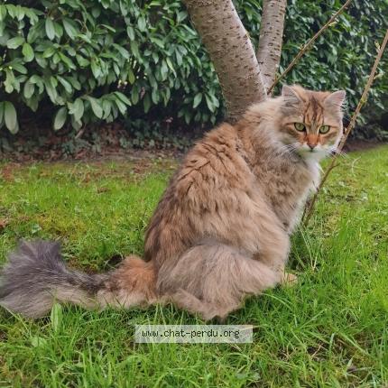 Photo 1/1 Chat retrouvé Perdu à Saint remy les chevreuse