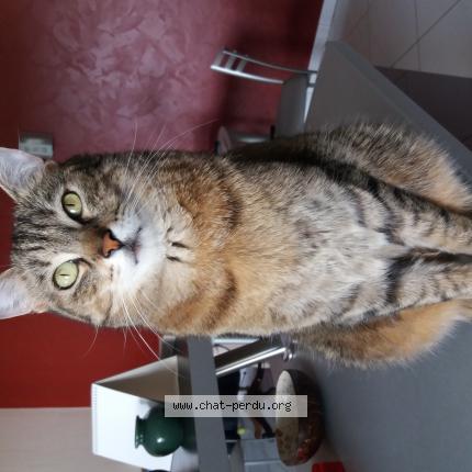 Photo 1/1 Chat retrouvé Perdu à Saint Sebastiensur Loire