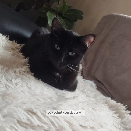 Photo de chat perdu à Pontarlier