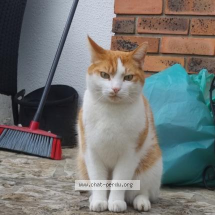 Photo 1/1 Chat retrouvé Perdu à Saint Germain Les Corbeil
