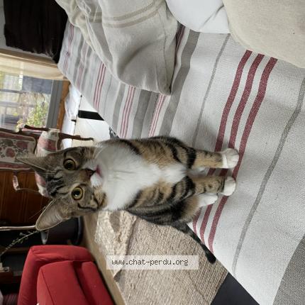 Photo de chat perdu à La Gueriniere