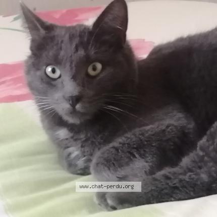 Photo 1/1 Grisou Chat perdu à Beaumont