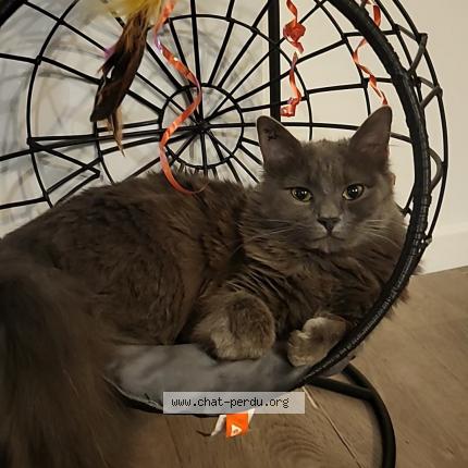 Photo 1/1 Chat retrouvé Perdu à Beziers