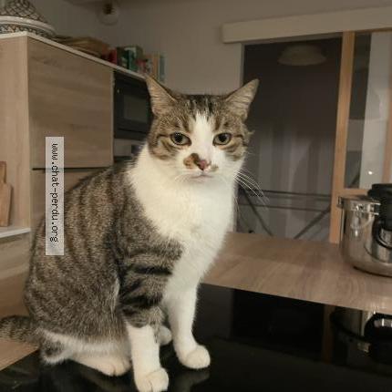 Photo 1/1 Rio Chat perdu à Vulbens