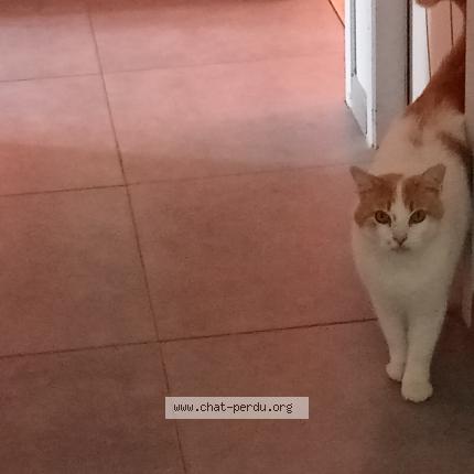 Photo 1/1 Crousty Chat perdu à Saint sulpice la pointe