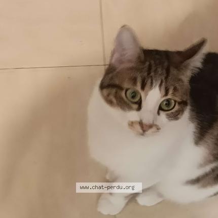 Photo de chat perdu à Montpellier
