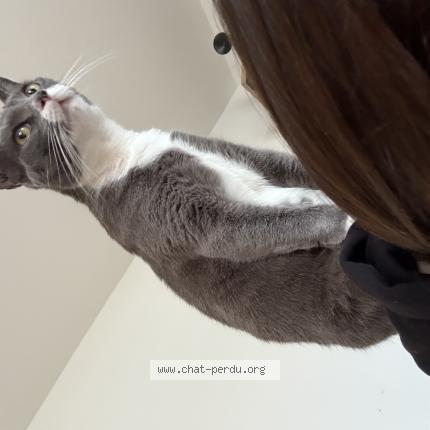 Photo de chat perdu à Naintre
