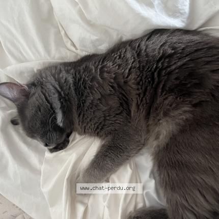 Photo de chat perdu à Marseille